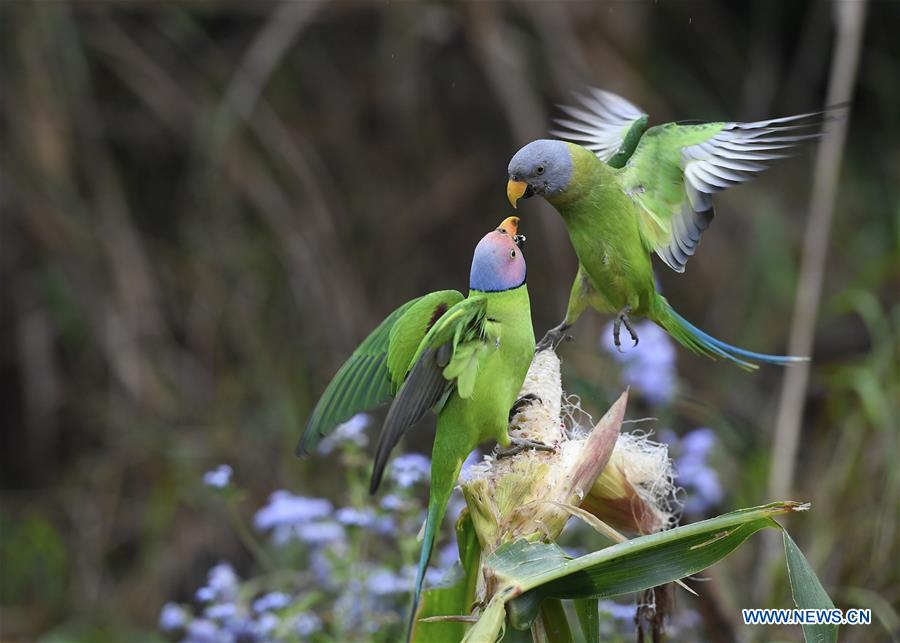 #CHINA-NATURE-ANIMAL (CN)