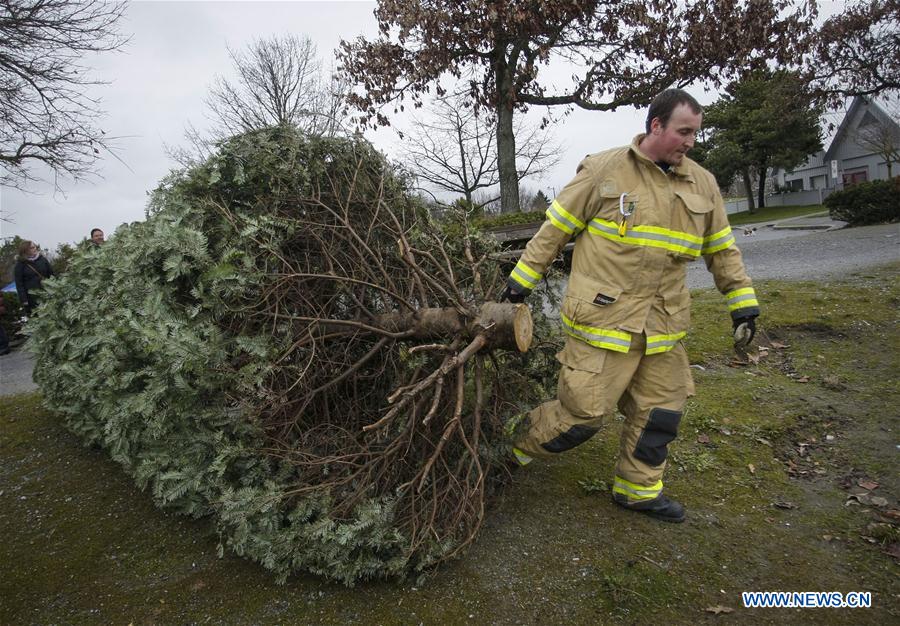 CANADA-RICHMOND-CHRISTMAS TREE-CHIPPING