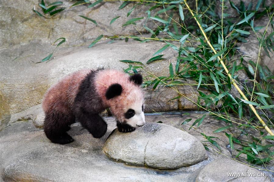 FRANCE-SAINT-AIGNAN-ZOOPARC DE BEAUVAL-PANDA BABY-YUAN MENG