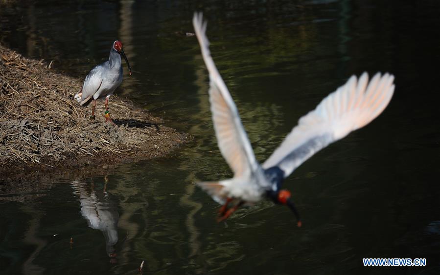 CHINA-SHAANXI-CRESTED IBIS (CN)