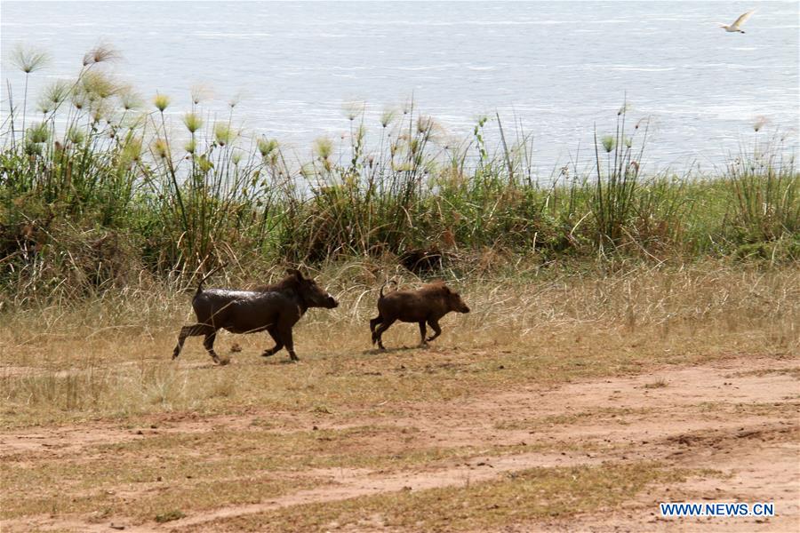 RWANDA-AKAGERA NATIONAL PARK-CUBS