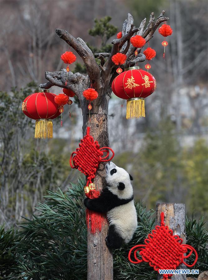 CHINA-SICHUAN-GIANT PANDA-SPRING FESTIVAL (CN)