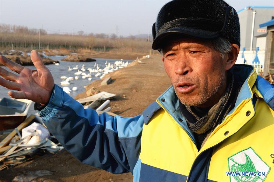 CHINA-SHANDONG-SWAN-PROTECTION (CN)