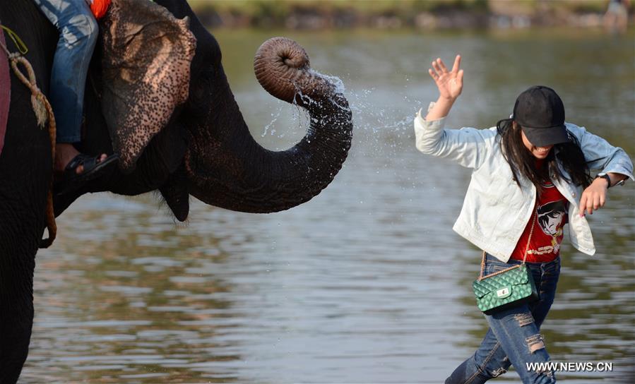 LAOS-SAYABULY-ELEPHANT FESTIVAL