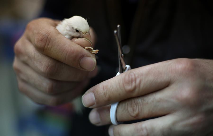 MIDEAST-NABLUS-CANARY BIRDS-BREEDER