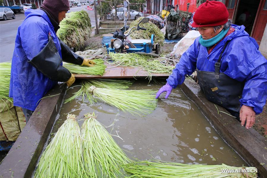 #CHINA-JIANGSU-NANTONG-FARM WORK (CN)