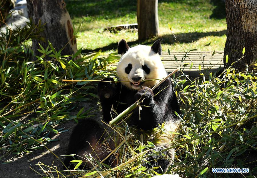 SPAIN-MADRID-CHINA-GIANT PANDAS-AGREEMENT