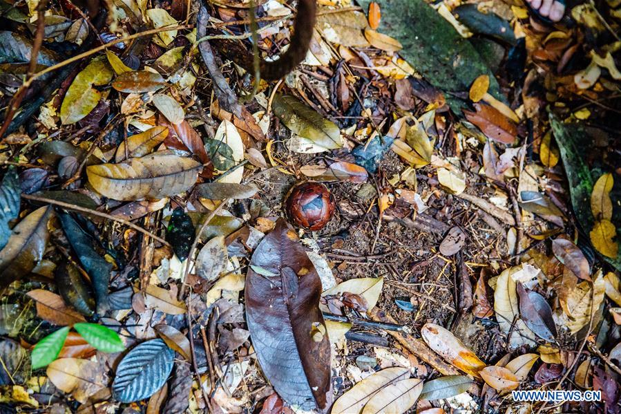 MALAYSIA-SARAWAK-GUNUNG GADING NATIONAL PARK