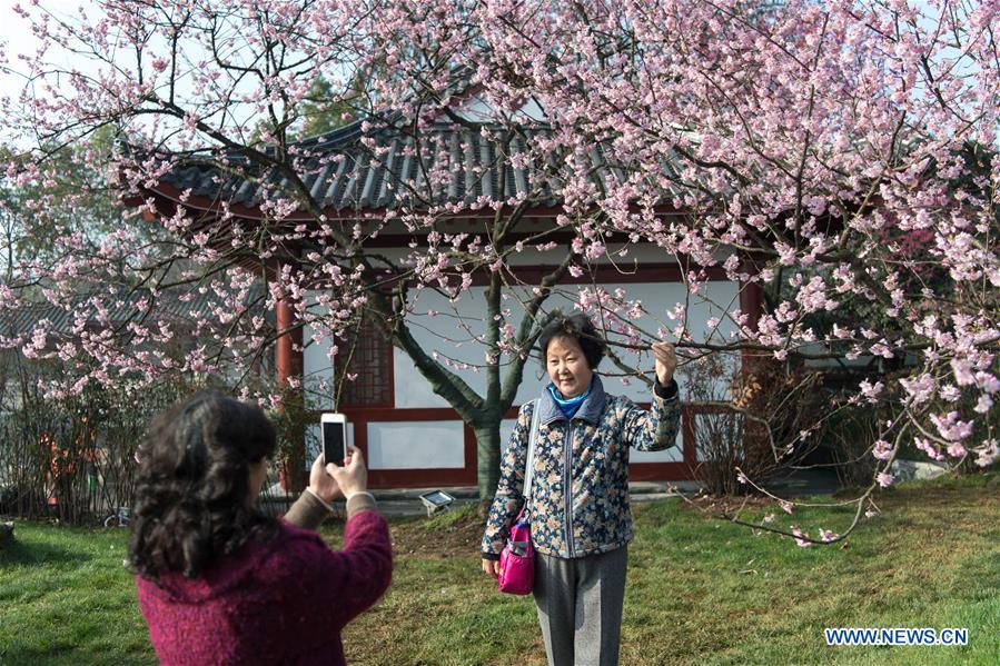 CHINA-HUBEI-WUHAN-CHERRY BLOSSOM (CN)