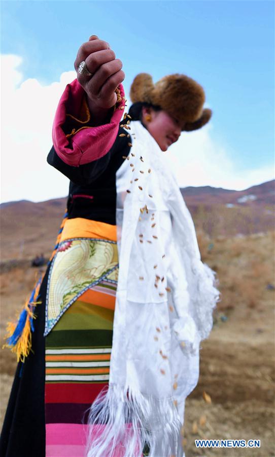 CHINA-TIBET-AGRICULTURE-SPRING PLOUGHING (CN)