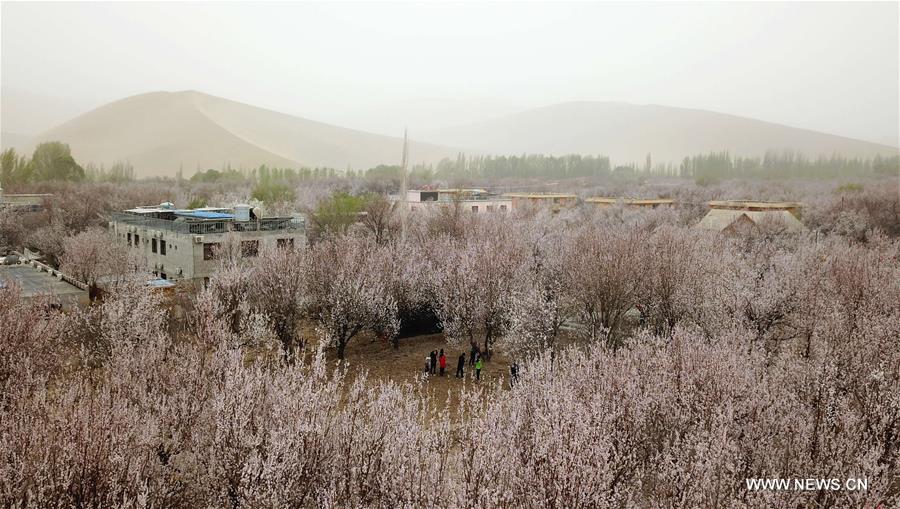 CHINA-GANSU-DUNHUANG-APRICOT BLOSSOM (CN)