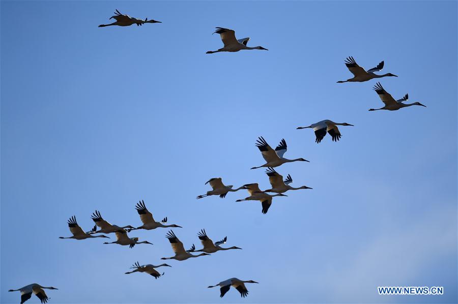 CHINA-JILIN-MOMOGE NATURE RESERVE-MIGRANT BIRDS (CN) 