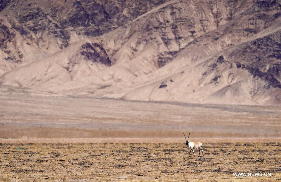 CHINA-XINJIANG-ALTUN MOUNTAINS-WILDLIFE-LANDSCAPE (CN)