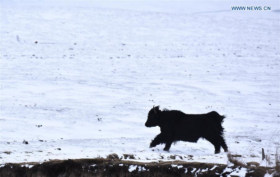 CHINA-QINGHAI-HAIYAN-YAK (CN)