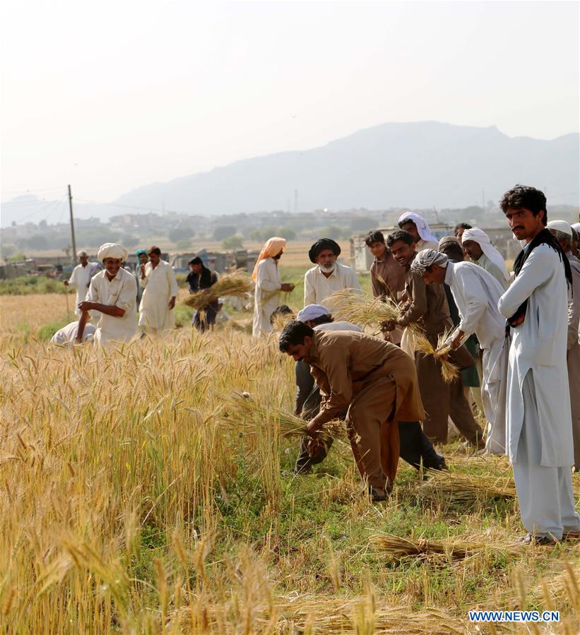 PAKISTAN-RAWALPINDI-WHEAT-HARVEST