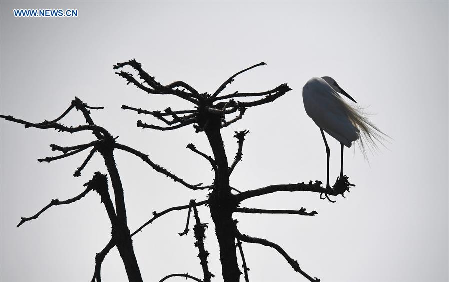 CHINA-JIANGXI-NANCHANG-EGRETS (CN)