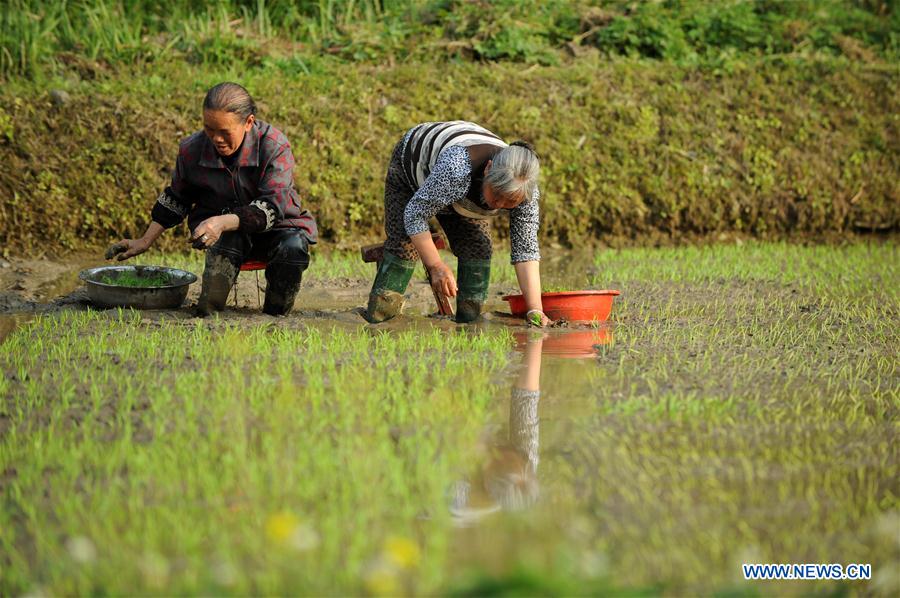 CHINA-GUYU-FARM WORK(CN)