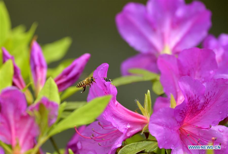 #CHINA-SPRING-FLOWERS (CN)