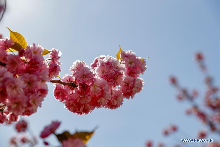 UN-SPRING-CHERRY BLOSSOMS