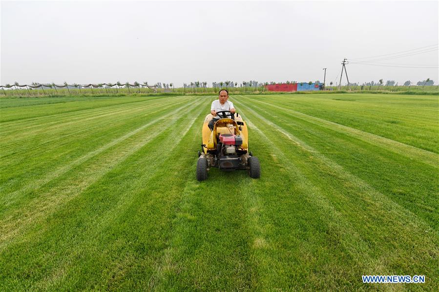 CHINA-HEBEI-CANGZHOU-RURAL ENTREPRENEUR STORY (CN)