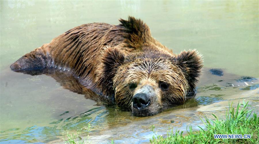 #CHINA-JIANGSU-HEAT-ANIMALS (CN)