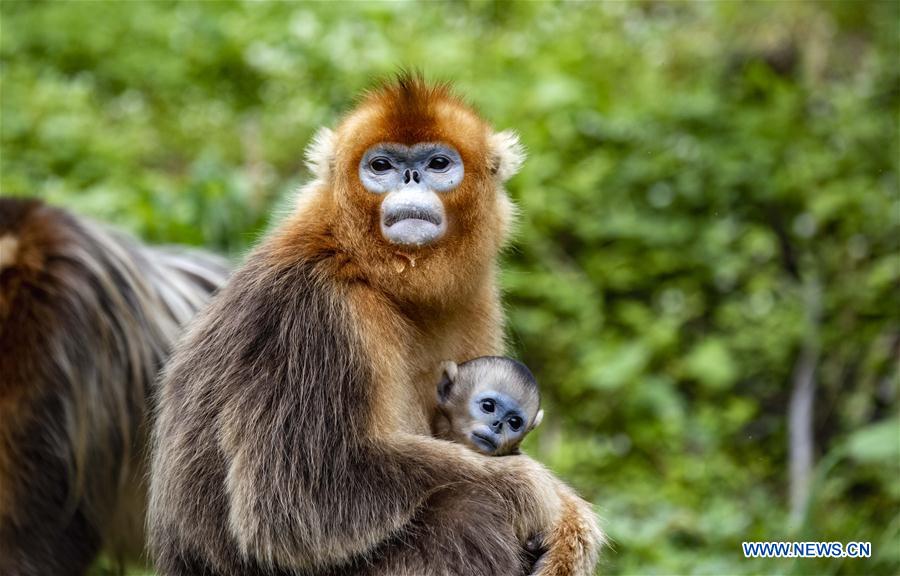 CHINA-HUBEI-SHENNONGJIA-GOLDEN MONKEY (CN)