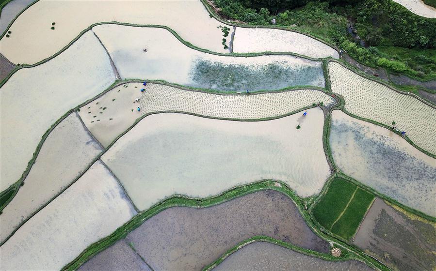 #CHINA-GUIZHOU-AGRICULTURE (CN)