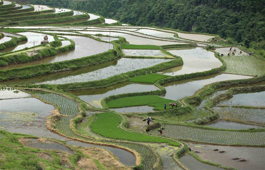 #CHINA-GUIZHOU-AGRICULTURE (CN)