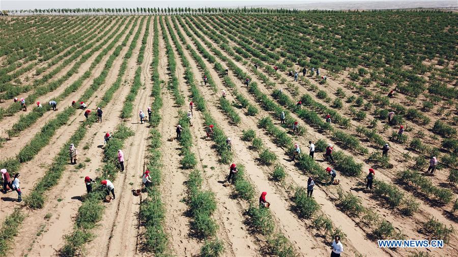 CHINA-NINGXIA-GOJI BERRY-HARVEST (CN)