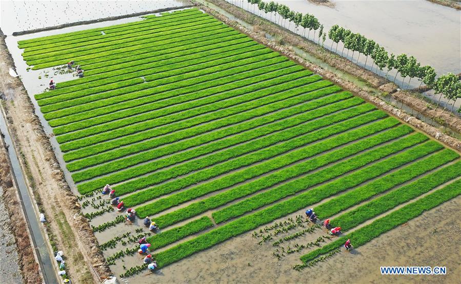 #CHINA-LIANYUNGANG-SALINE SOIL RICE-TRANSPLANTING(CN)