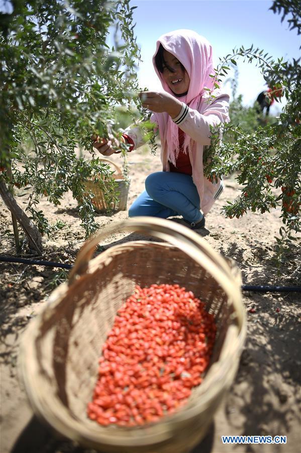 CHINA-NINGXIA-GOJI BERRY-HARVEST (CN)