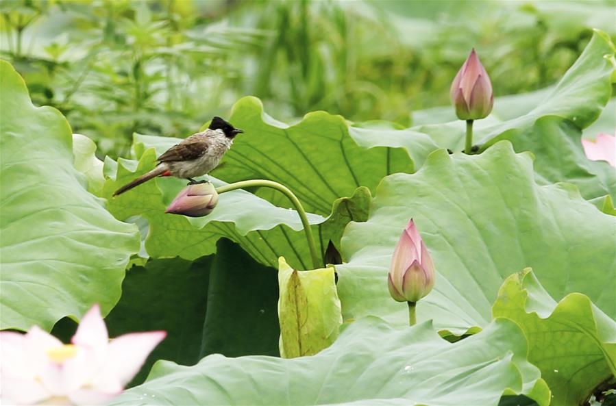 #CHINA-LOTUS FLOWER (CN)