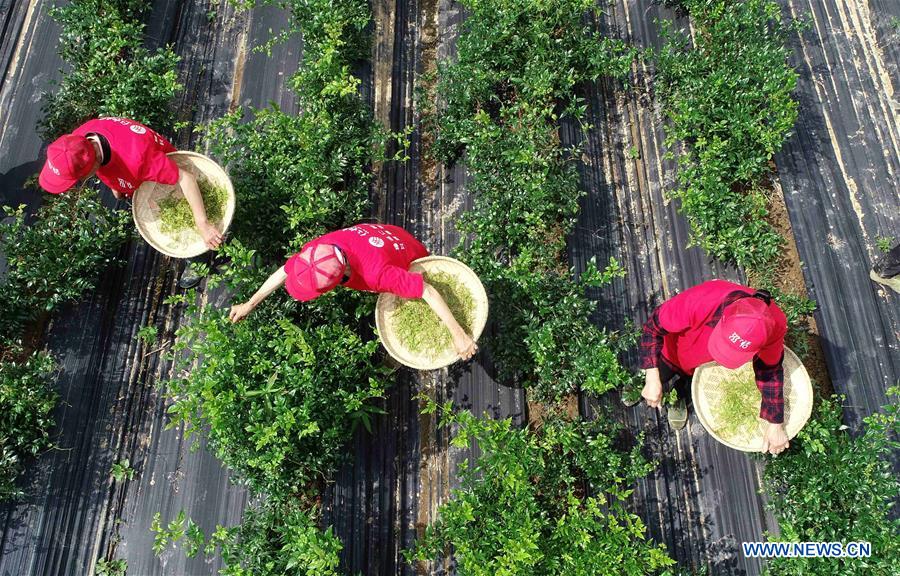 #CHINA-HUBEI-VINE TEA (CN)