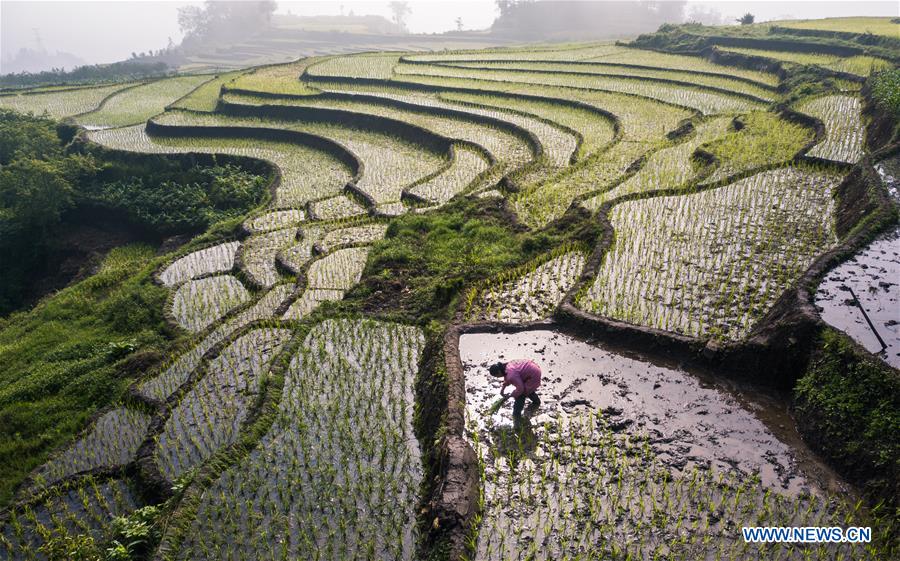 #CHINA-AGRICULTURE-FARMER-WORK (CN)