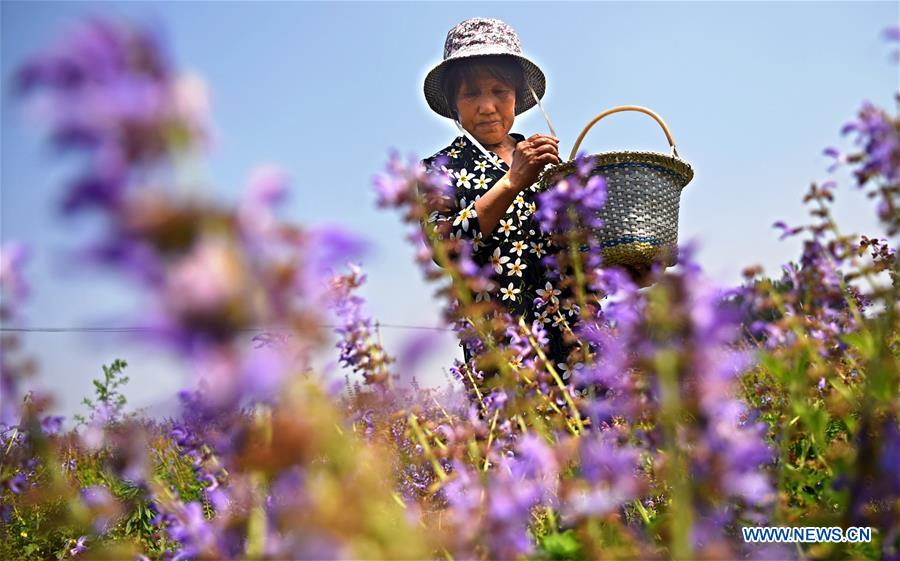 #CHINA-AGRICULTURE-FARMER-WORK (CN)