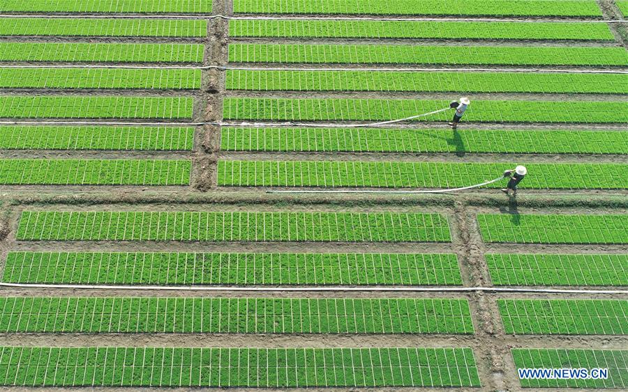 #CHINA-AGRICULTURE-FARMER-WORK (CN)