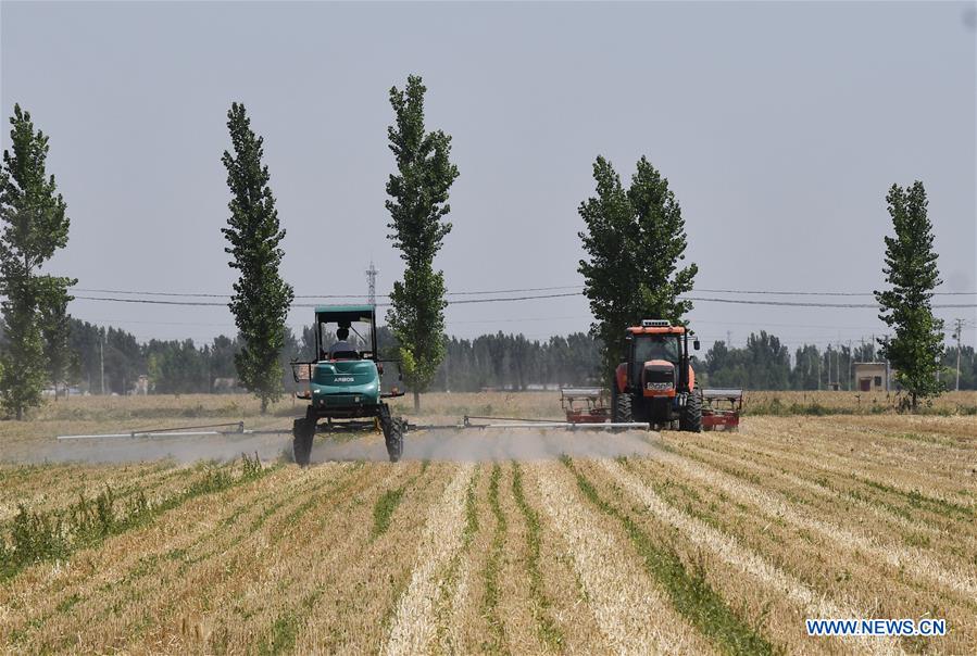 #CHINA-SHANDONG-ZIBO-WHEAT HARVEST (CN) 