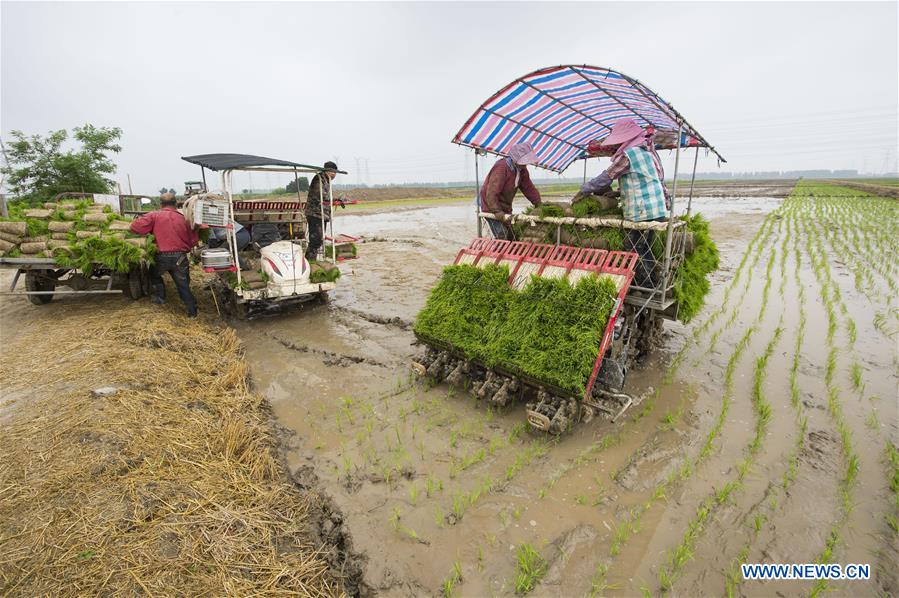 #CHINA-JIANGSU-NANTONG-AGRICULTURE-RICE (CN)