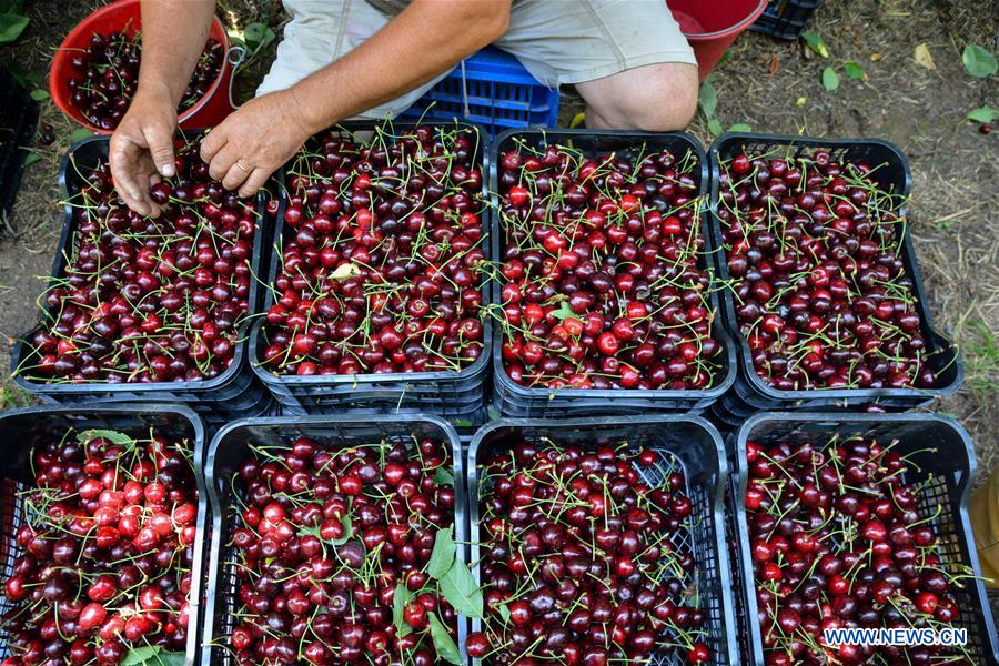 GREECE-METAXOCHORI-CHERRY FESTIVAL