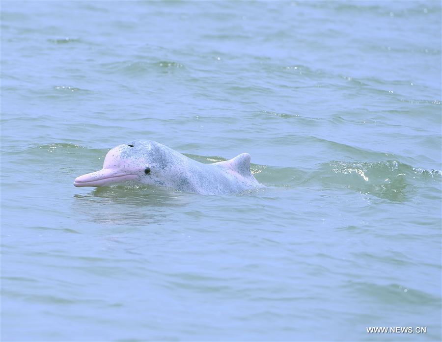 CHINA-GUANGXI-WILD ANIMAL-DOLPHIN (CN)