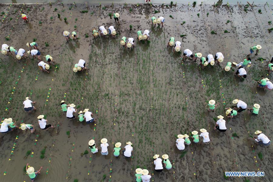 #CHINA-JIANGSU-RICE SEEDLING TRANSPLANTING (CN)