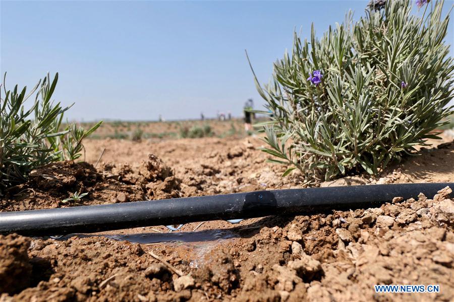 CHINA-NINGXIA-MAOWUSU DESERT-LAVENDER-HARVEST (CN)