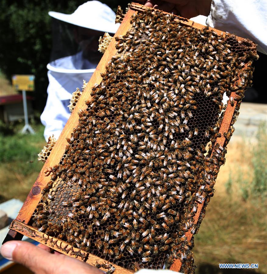 AFGHANISTAN-KABUL-BEE FARM