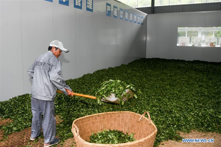 CHINA-ANHUI-YELLOW TEA (CN)