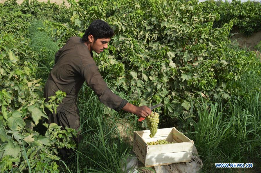 AFGHANISTAN-KANDAHAR-VINEYARD