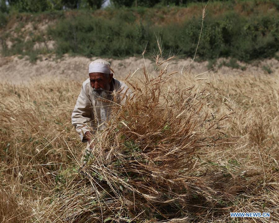 AFGHANISTAN-GHAZNI-FARMER