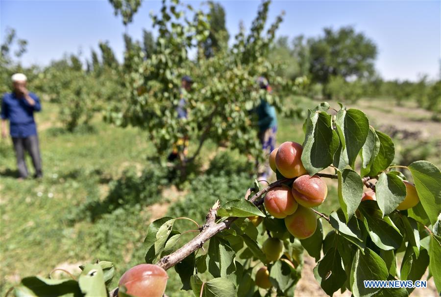 CHINA-XINJIANG-FRUITS (CN)