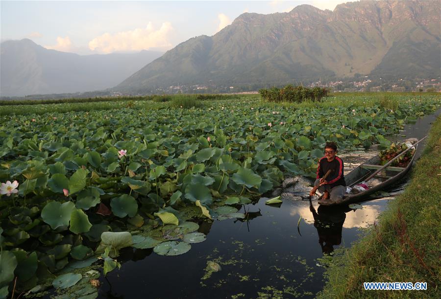 KASHMIR-SRINAGAR-DAL LAKE-DAILY LIFE