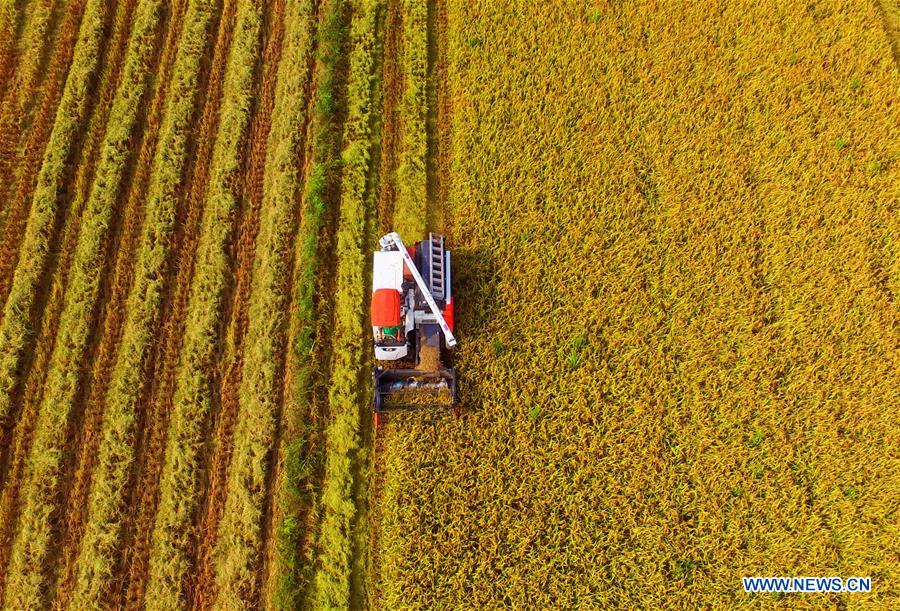 #CHINA-END OF SUMMER-AGRICULTURE(CN)