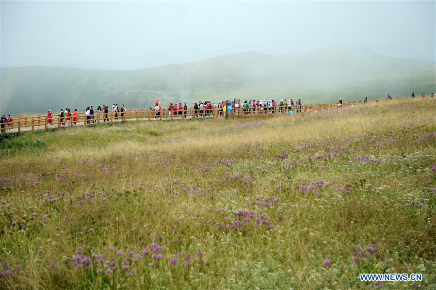 #CHINA-GUIZHOU-CHIVE FLOWER(CN)